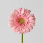 Mini Gerbera Juna (Bulk DIY)