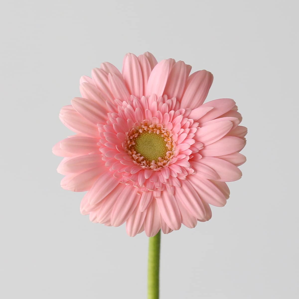 Mini Gebera Juna pink