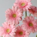 Mini Gerbera Juna (Bulk DIY)