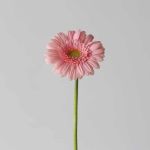 Mini Gerbera Juna (Bulk DIY)