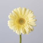 Mini Gerbera Milady (Bulk DIY)