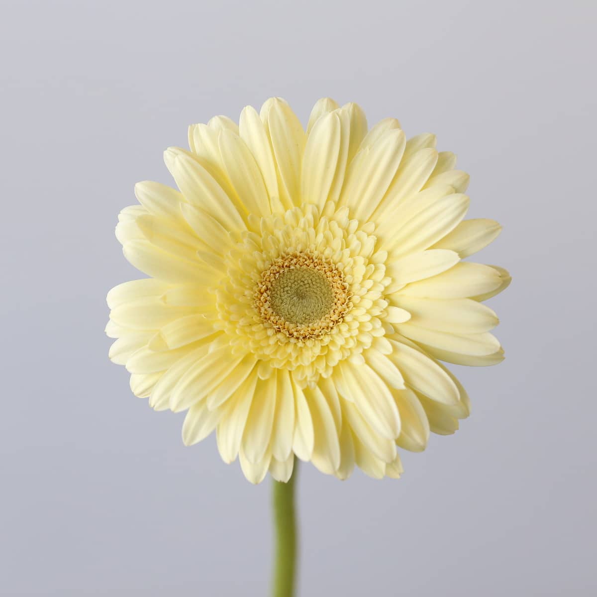 Mini Gerbera Milady