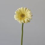 Mini Gerbera Milady (Bulk DIY)