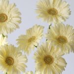 Mini Gerbera Milady (Bulk DIY)