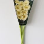 Mini Gerbera Milady (Bulk DIY)