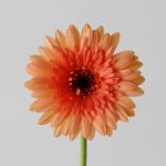 Mini Gerbera Oreo (Bulk DIY)