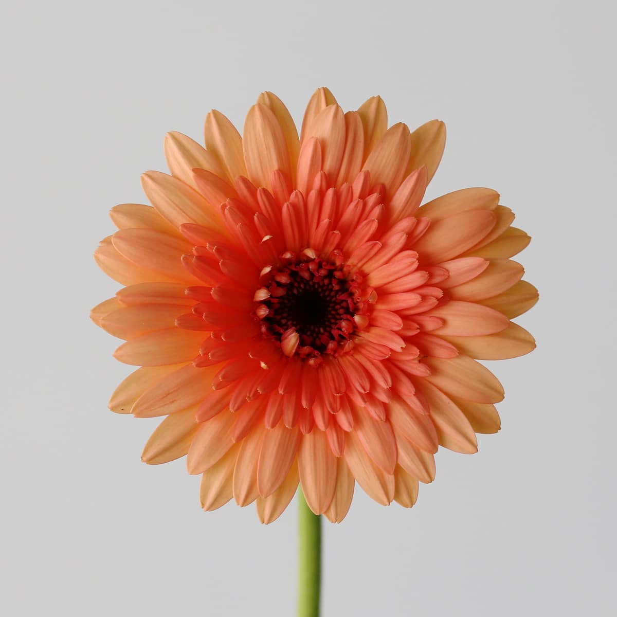 Mini Gerbera Oreo orange
