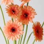 Mini Gerbera Oreo (Bulk DIY)