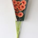 Mini Gerbera Oreo (Bulk DIY)