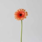 Mini Gerbera Oreo (Bulk DIY)
