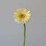 Mini Gerbera Romily (Bulk DIY)
