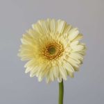 Mini Gerbera Romily (Bulk DIY)