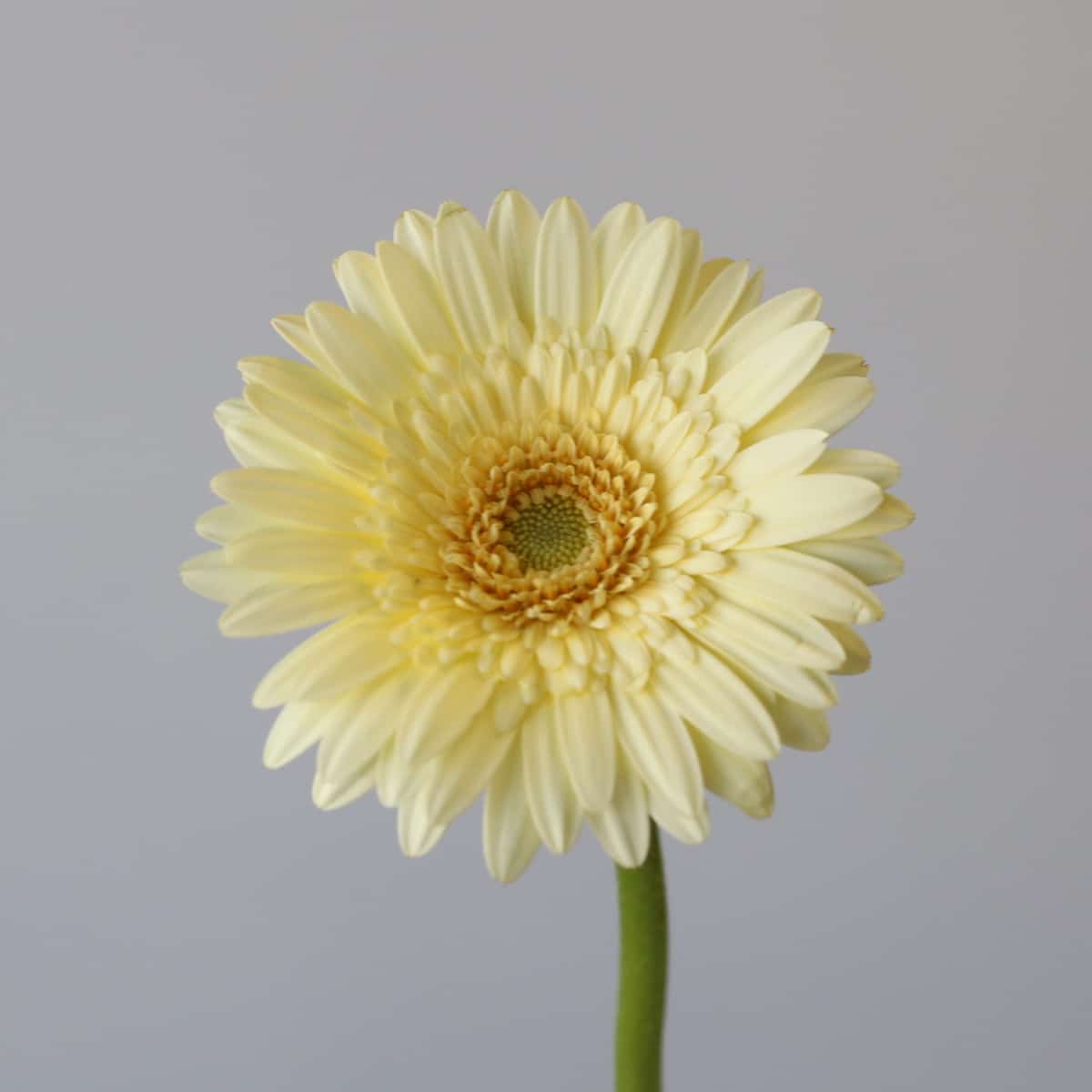 Mini Gerbera Romily
