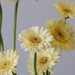 Mini Gerbera Romily (Bulk DIY)