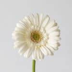 Mini Gerbera White Star (Bulk DIY)