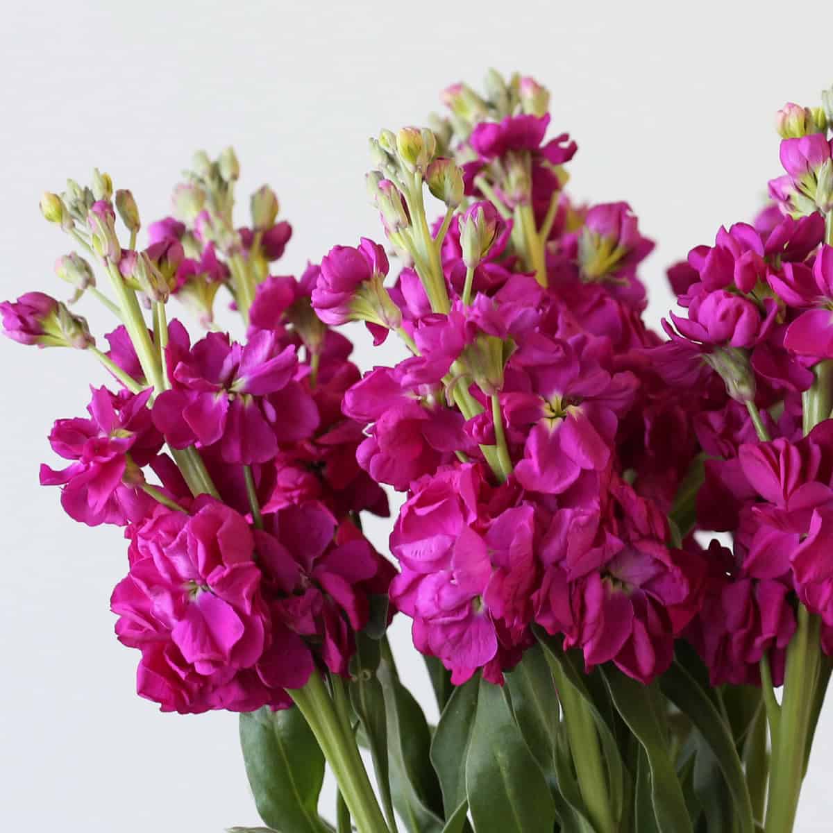 Double Stock Fuschia