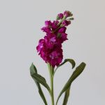 Double stock Fuschia (Bulk DIY)