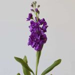 Mauve Double Stock (Bulk DIY)