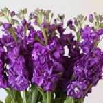 Mauve Double Stock (Bulk DIY)