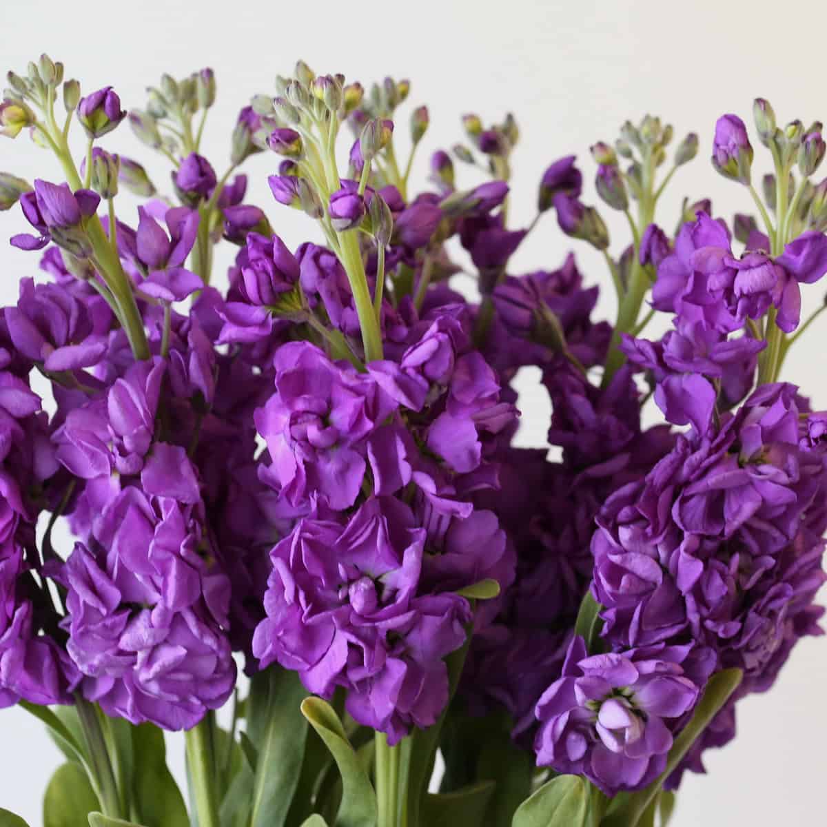 Double Stock Mauve