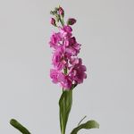 Double Stock Pink (Bulk DIY)