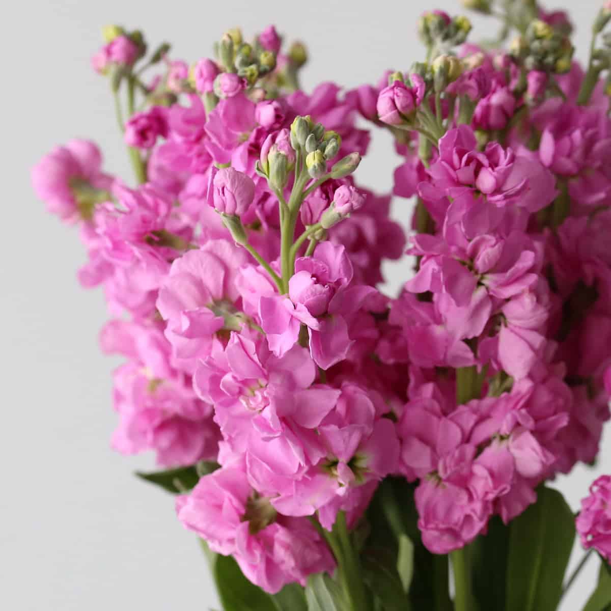 Double Stock Pink