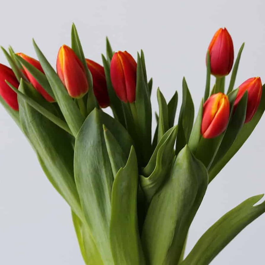 Bombita SIngle Tulip