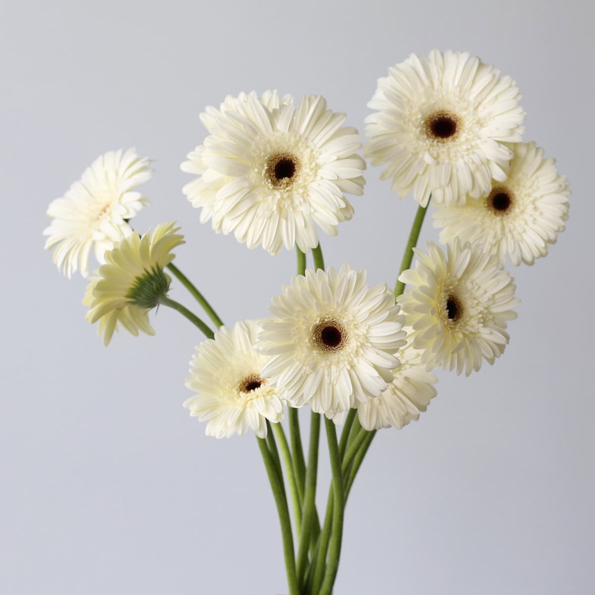 Snow King Gerbera bunch Le Bouquet Montreal