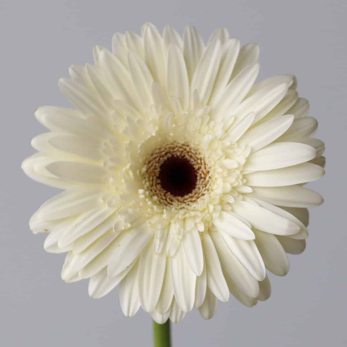 Snow King Gerbera single close up