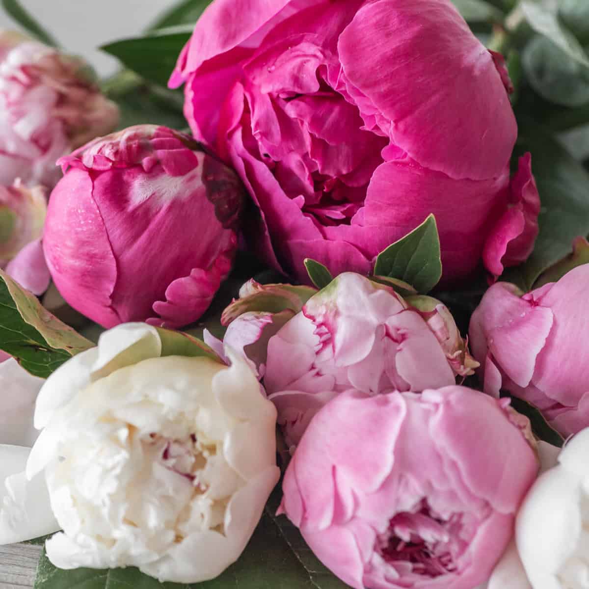 A charming hand-tied bouquet of 10 assorted peonies in white, blush, and fuchsia tones, displayed without a vase on a neutral tabletop.