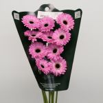 Mini Gerbera Bentley (Bulk DIY)
