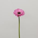 Mini Gerbera Bentley (Bulk DIY)