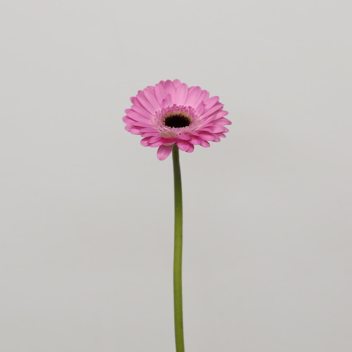 Mini Gerbera Bentley (Bulk DIY)