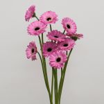 Mini Gerbera Bentley (Bulk DIY)
