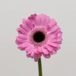 Mini Gerbera Bentley (Bulk DIY)