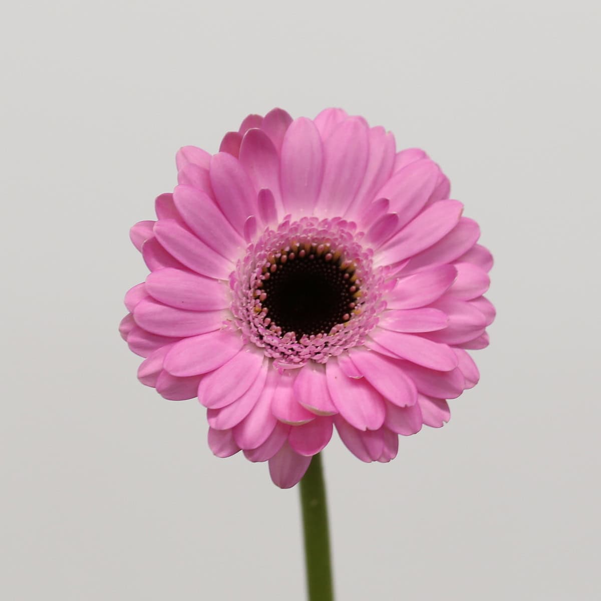 Mini Gerbera Bentley Bulk