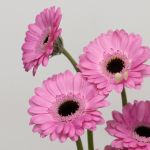Mini Gerbera Bentley (Bulk DIY)