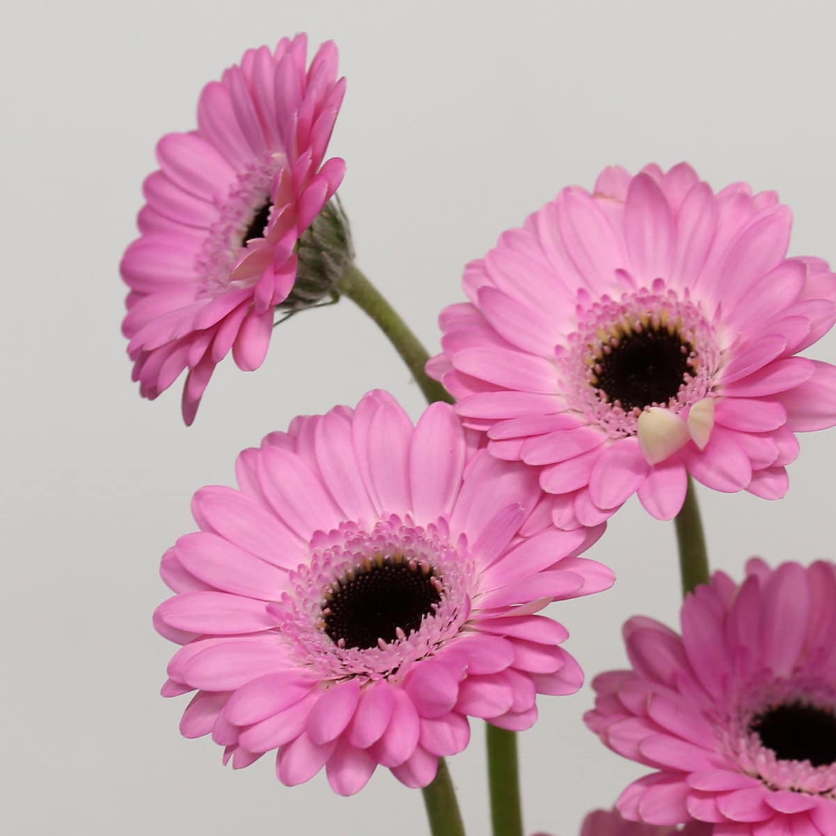 Mini Gerbera Bentley (Bulk DIY)