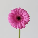 Mini Gerbera Dolcetto (Bulk DIY)