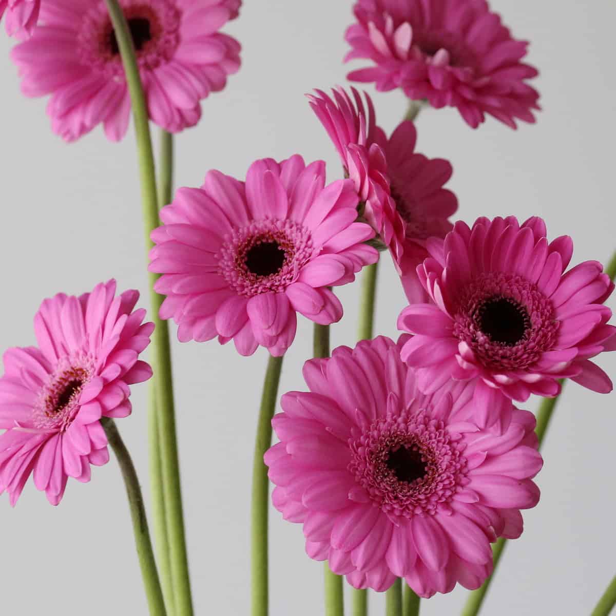 Mini Gerbera Dolcetto (Bulk DIY)