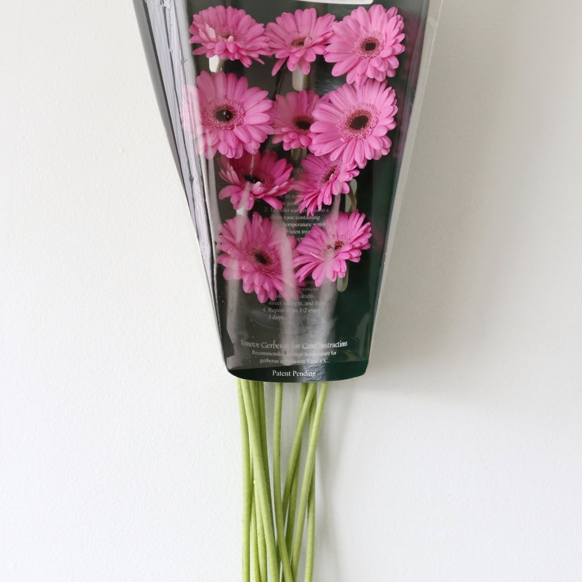 Mini Gerbera Dolcetto (Bulk DIY)