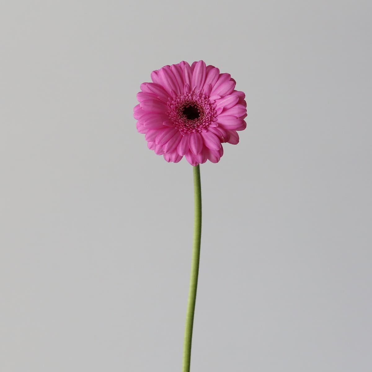 Mini Gerbera Dolcetto (Bulk DIY)