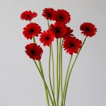 Mini Gerbera Vuelta (Bulk DIY)