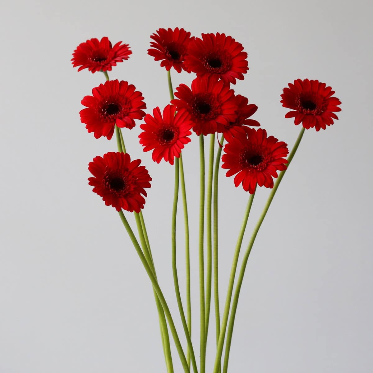 Mini Gerbera Vuelta Bulk