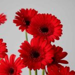 Mini Gerbera Vuelta (Bulk DIY)