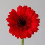 Mini Gerbera Vuelta (Bulk DIY)