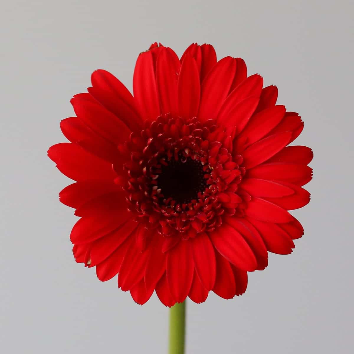 Mini Gerbera Vuelta Bulk