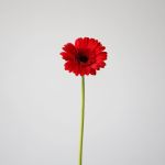 Mini Gerbera Vuelta (Bulk DIY)
