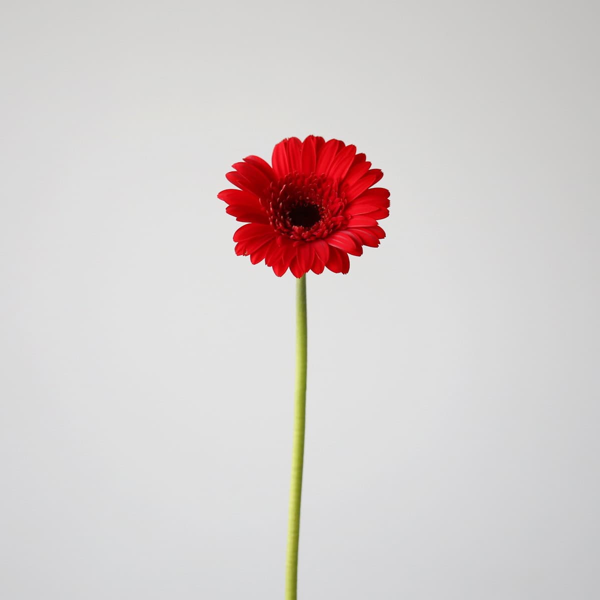 Mini Gerbera Vuelta (Bulk DIY)