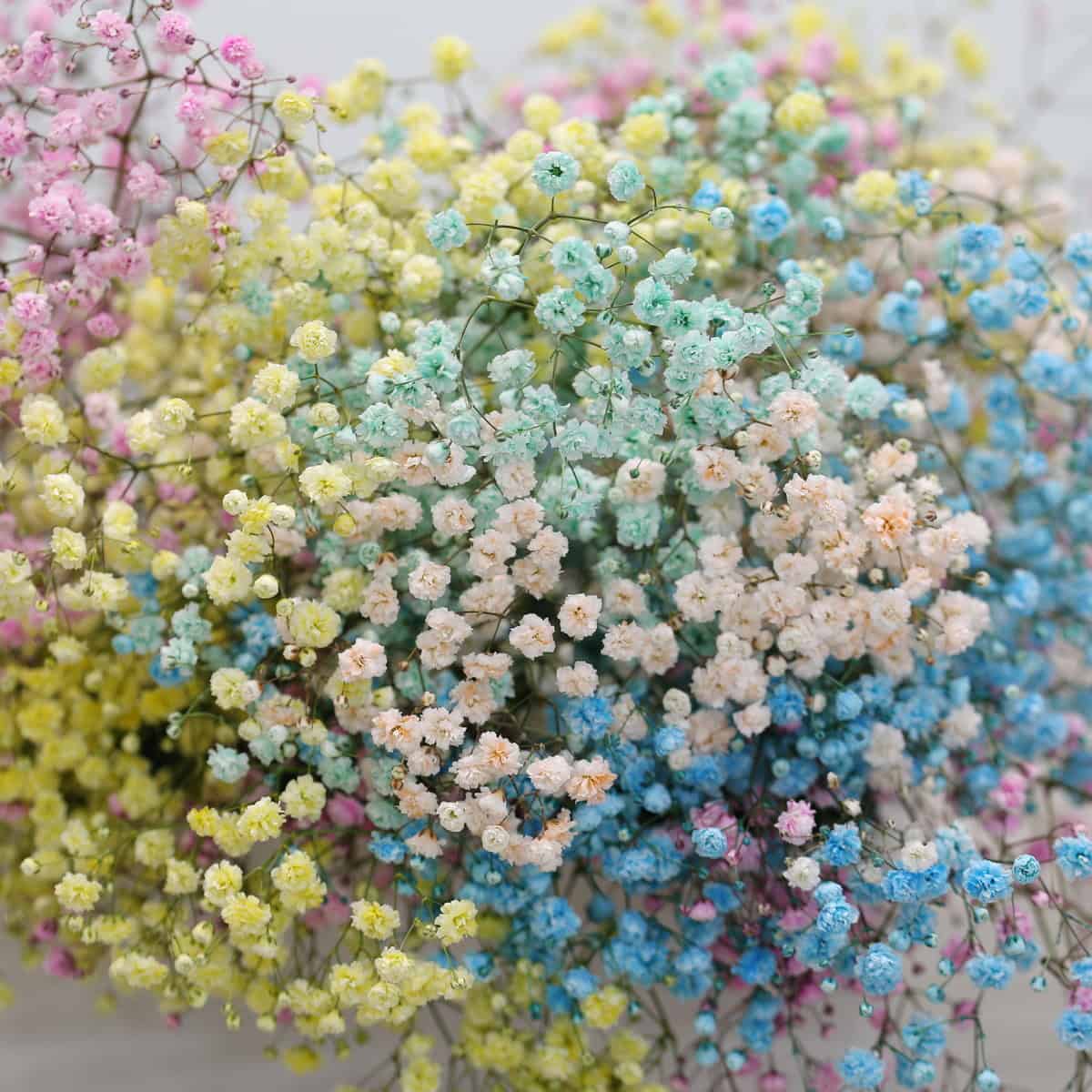 Bulk 250g Tinted Rainbow Gypsophila – Pastel Baby’s Breath